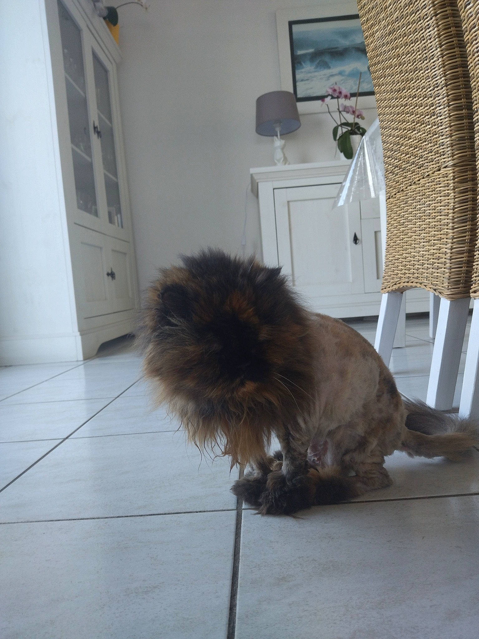 Solo a rejoint le concours — aidez-le/la à gagner de superbes lots ! canidae, carnivore, companion_dog, dog, dog_breed, door, fawn, floor, flooring, fur, hardwood, home_appliance, liver, room, snout, sporting_group, tail, terrestrial_animal, wood, working_animal