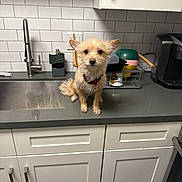 Hazel Grace joined the competition — help win amazing prizes! dog, small_dog, kitchen, countertop, sink, cabinet, dish_rack, bowl, pet, fur, ears, collar, indoor, appliance, tap, clean, home, cute, animal, looking