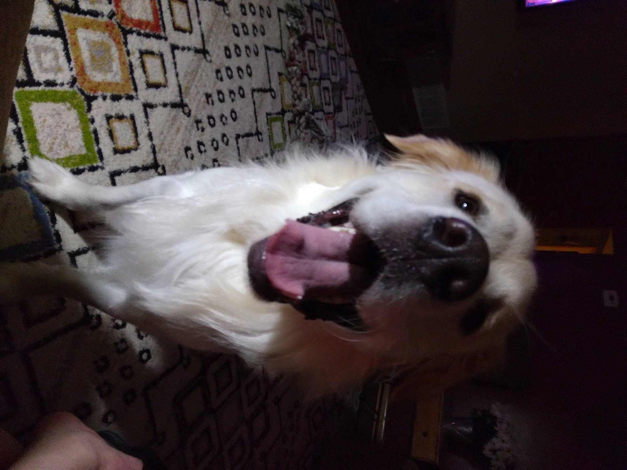 Otis Jefferson joined the competition — help win amazing prizes! borzoi, carnivore, collar, companion_dog, dog, dog_breed, dog_collar, felidae, fur, leash, puppy_love, sighthound, silken_windhound, snout, spaniel, sporting_group, tail, toy_dog, vertebrate, whiskers