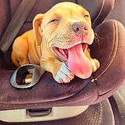 Leika a rejoint le concours — aidez-le/la à gagner de superbes lots ! animal, brown, car_interior, car_seat, close_up, cute, dog, fur, happy, interior, nose, paw, pet, pink_tongue, puppy, relaxed, seatbelt, smiling, tongue_out, young_dog