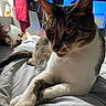 Zigi is registered to the contest to win money with this photo: animal, bed, bedding, bedroom, cat, close_up, crossed_paws, ears, fur, household, indoors, pet, portrait, relaxed, sitting, striped, tabby, television, whiskers, white_chest