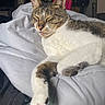 Zigi is registered to the contest to win money with this photo: cat, tabby, white_fur, sleeping, relaxed, pet, animal, whiskers, ears, paws, tail, striped_fur, pink_nose, bed, blanket, bedroom, indoors, portrait, closeup, cozy