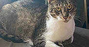Zigi is registered to the contest to win money with this photo: cat, tabby_cat, white_chest, pet, animal, feline, whiskers, ears, eyes, yellow_eyes, fur, striped_fur, sitting, lying_down, indoors, sofa, cushion, sunlight, portrait, relaxed