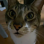 Zigi joined the competition — help win amazing prizes! cat, tabby_cat, white_chest, wide_eyes, whiskers, ears, nose, paws, feline, pet, indoor, tile_floor, home, portrait, close_up, staring, curious, striped_fur, animal, photography