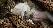 Zigi joined the competition — help win amazing prizes! animal, belly_up, blanket, cat, couch, cozy, ears, eyes, fur, home, indoor, leopard_print, lying_down, pet, portrait, relaxed, sleepy, tabby_cat, whiskers, white_cat