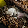 Zigi joined the competition — help win amazing prizes! cat, tabby_cat, white_cat, pet, animal, lying_down, belly_up, relaxed, sleepy, cozy, blanket, leopard_print, fur, whiskers, ears, eyes, indoor, home, couch, portrait
