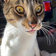 Zigi joined the competition — help win amazing prizes! cat, close_up, whiskers, yellow_eyes, pink_nose, tongue_out, fur, indoor, pet, animal, curious, portrait, soft_light, brown, white_fur, tabby, face, cute, domestic_cat, relaxed