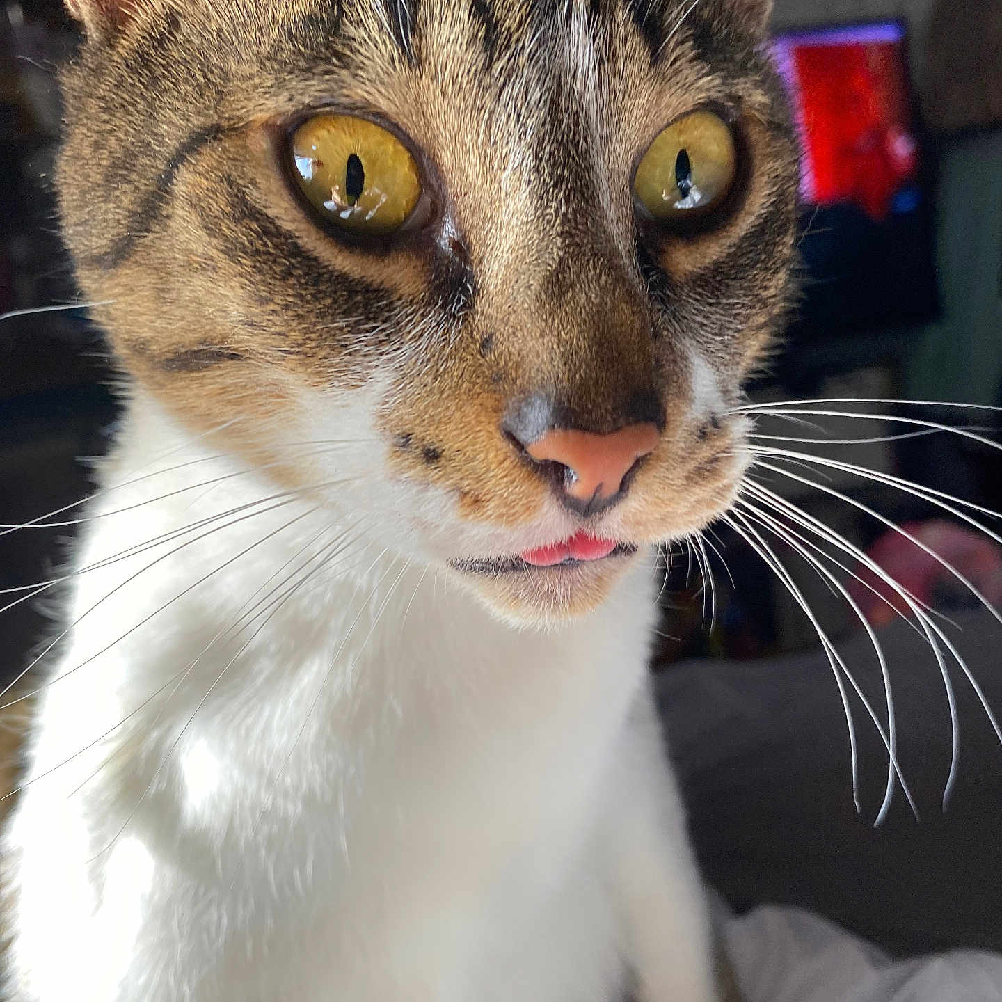 Zigi joined the competition — help win amazing prizes! animal, brown, cat, close_up, curious, cute, domestic_cat, face, fur, indoor, pet, pink_nose, portrait, relaxed, soft_light, tabby, tongue_out, whiskers, white_fur, yellow_eyes