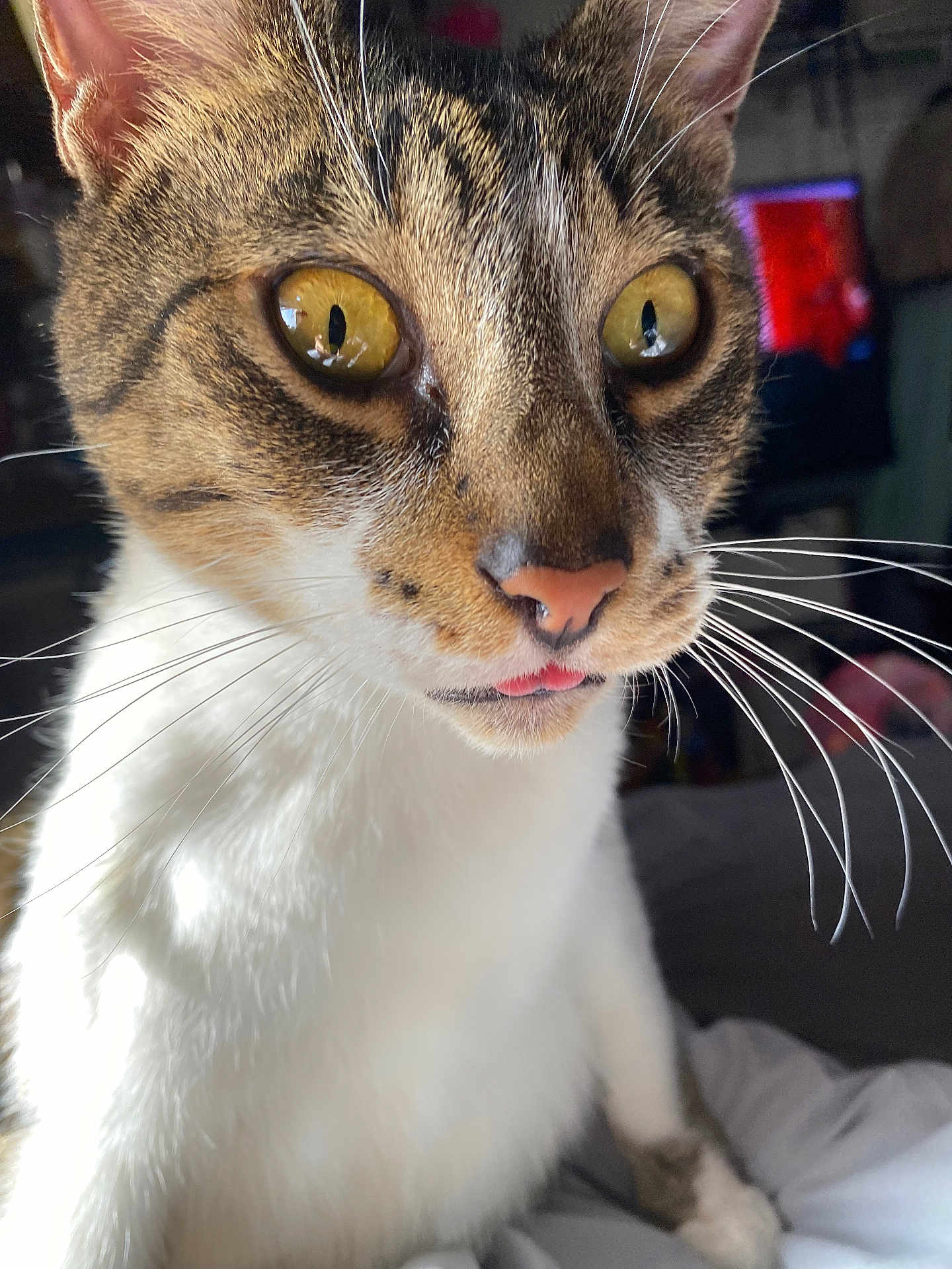 Zigi joined the competition — help win amazing prizes! cat, close_up, whiskers, yellow_eyes, pink_nose, tongue_out, fur, indoor, pet, animal, curious, portrait, soft_light, brown, white_fur, tabby, face, cute, domestic_cat, relaxed