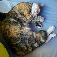 Jinx joined the competition — help win amazing prizes! animal, blue_background, calico_cat, cat, closed_eyes, cozy, curled_up, cushion, cute, feline, fur, indoors, nap, paws, pet, portrait, relaxed, sleeping, tail, whiskers