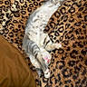 Jinx is registered to the contest to win money with this photo: animal, blanket, cat, cozy, cute, fur, gray_and_white, indoor, kitten, leopard_print, lying_down, nap, paws, pet, pink_nose, portrait, relaxed, sleeping, upside_down, whiskers