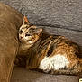 animal, calico, cat, companion, couch, cozy, cushion, cute, domestic, ears, feline, fur, home, indoor, mammal, pet, relaxed, resting, tabby, whiskers