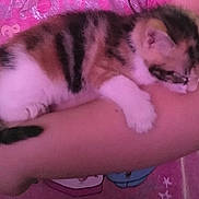 Callie joined the competition — help win amazing prizes! kitten, cat, sleeping, arms, person, pink_shirt, fur_pattern, indoor, closeup, pet, domestic_animal, resting, hands, cute, animal, feline, young_cat, comfort, casual, soft_lighting