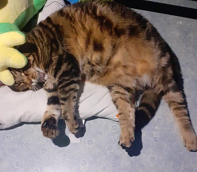 Molly participe au concours pour gagner de l'argent avec cette photo : carnivore, cat, claw, domestic_short_haired_cat, felidae, fur, mammal, paw, small_to_medium_sized_cats, snout, snow, tabby_cat, tail, terrestrial_animal, toe, vertebrate, whiskers