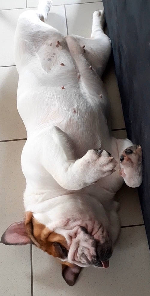 Molly participe au concours pour gagner de l'argent avec cette photo : canidae, carnivore, claw, companion_dog, dog, dog_breed, fawn, foot, paw, snout, sporting_group, tail, terrestrial_animal, toe, working_animal