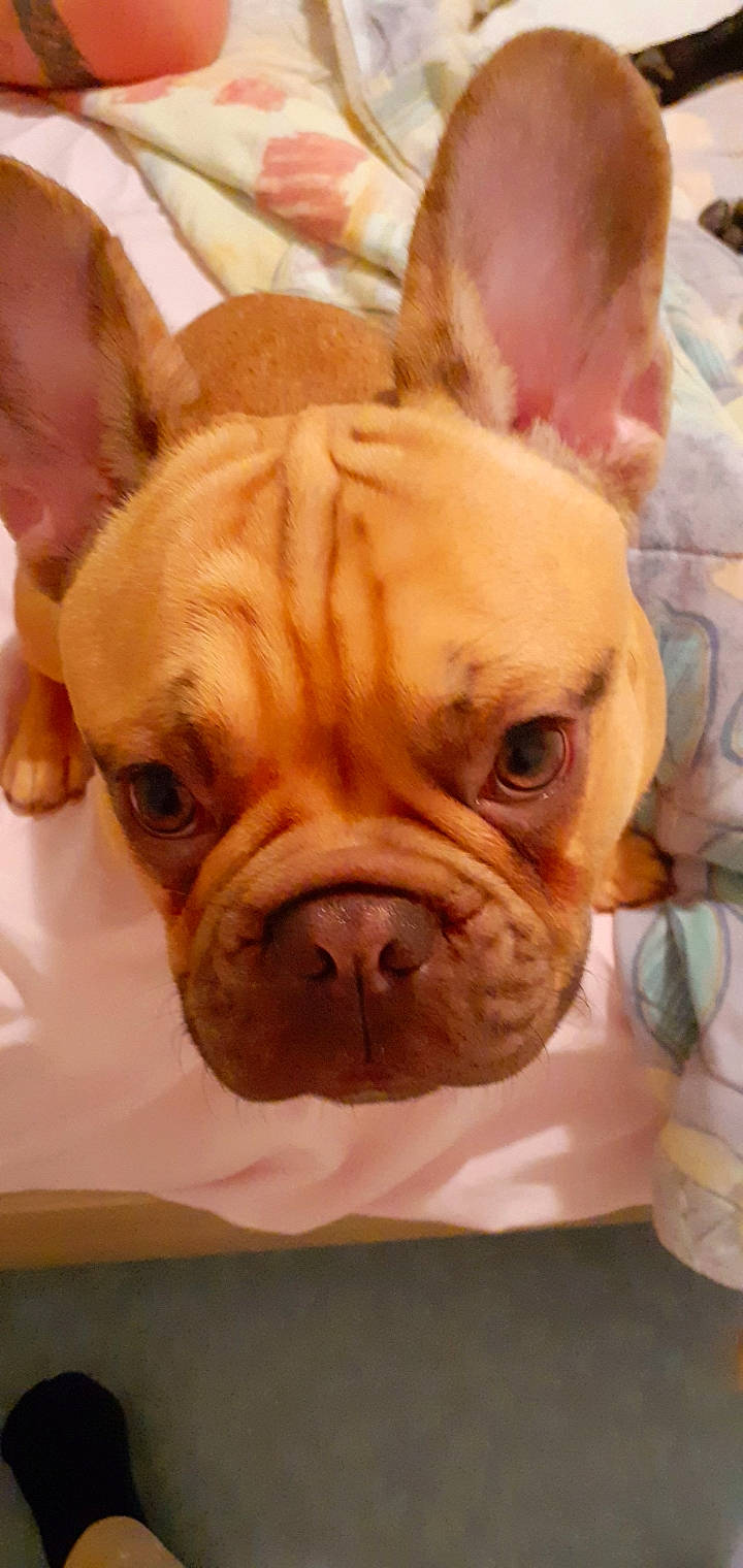 Molly a rejoint le concours — aidez-le/la à gagner de superbes lots ! beige, bulldog, carnivore, dog, dog_breed, fawn, liver, non_sporting_group, orange, peach, pink, skin, snout, tan, toy_dog, vertebrate, whiskers, working_animal, wrinkle