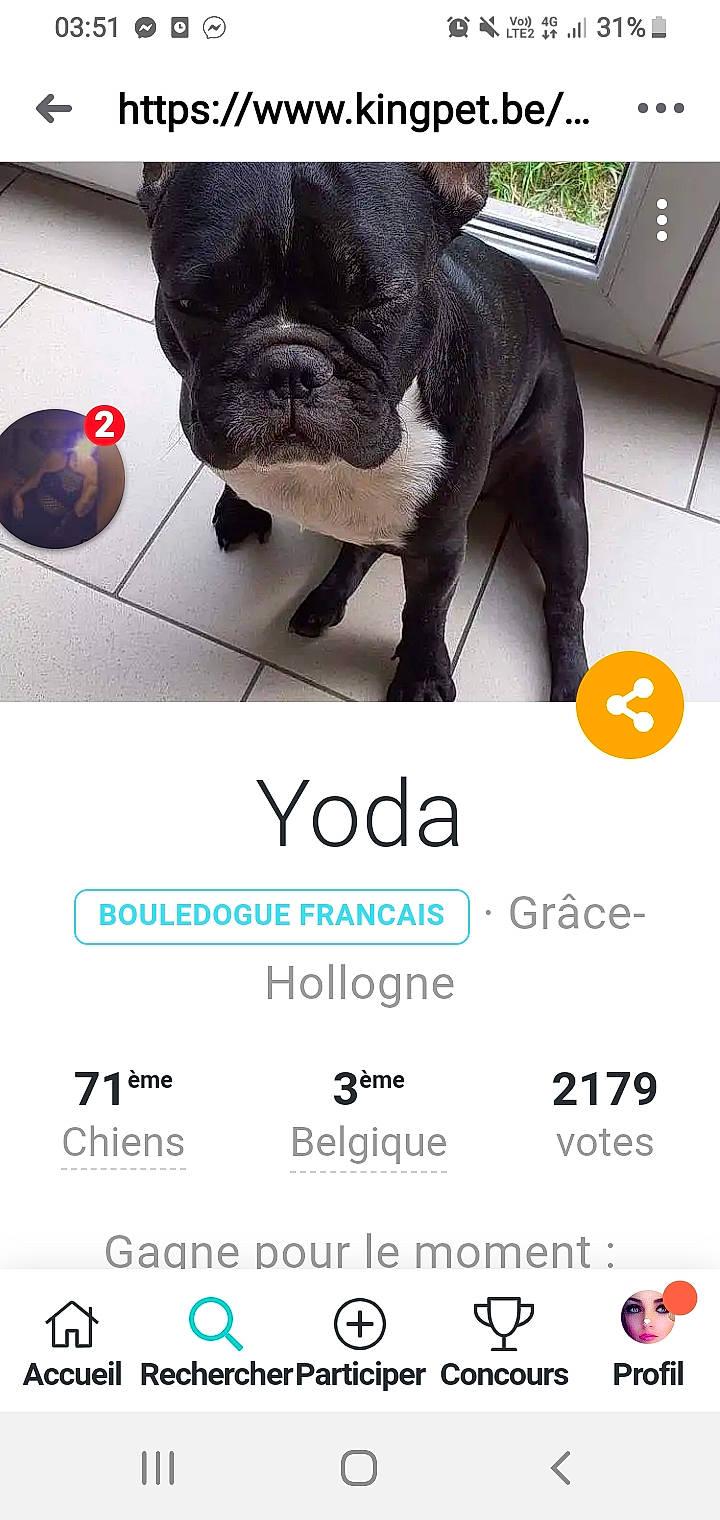 Molly participe au concours pour gagner de l'argent avec cette photo : bulldog, carnivore, colorfulness, companion_dog, dog, dog_breed, dog_supply, molosser, multimedia, non_sporting_group, number, pet_supply, pug, puppy, screenshot, snout, toy_dog, working_animal