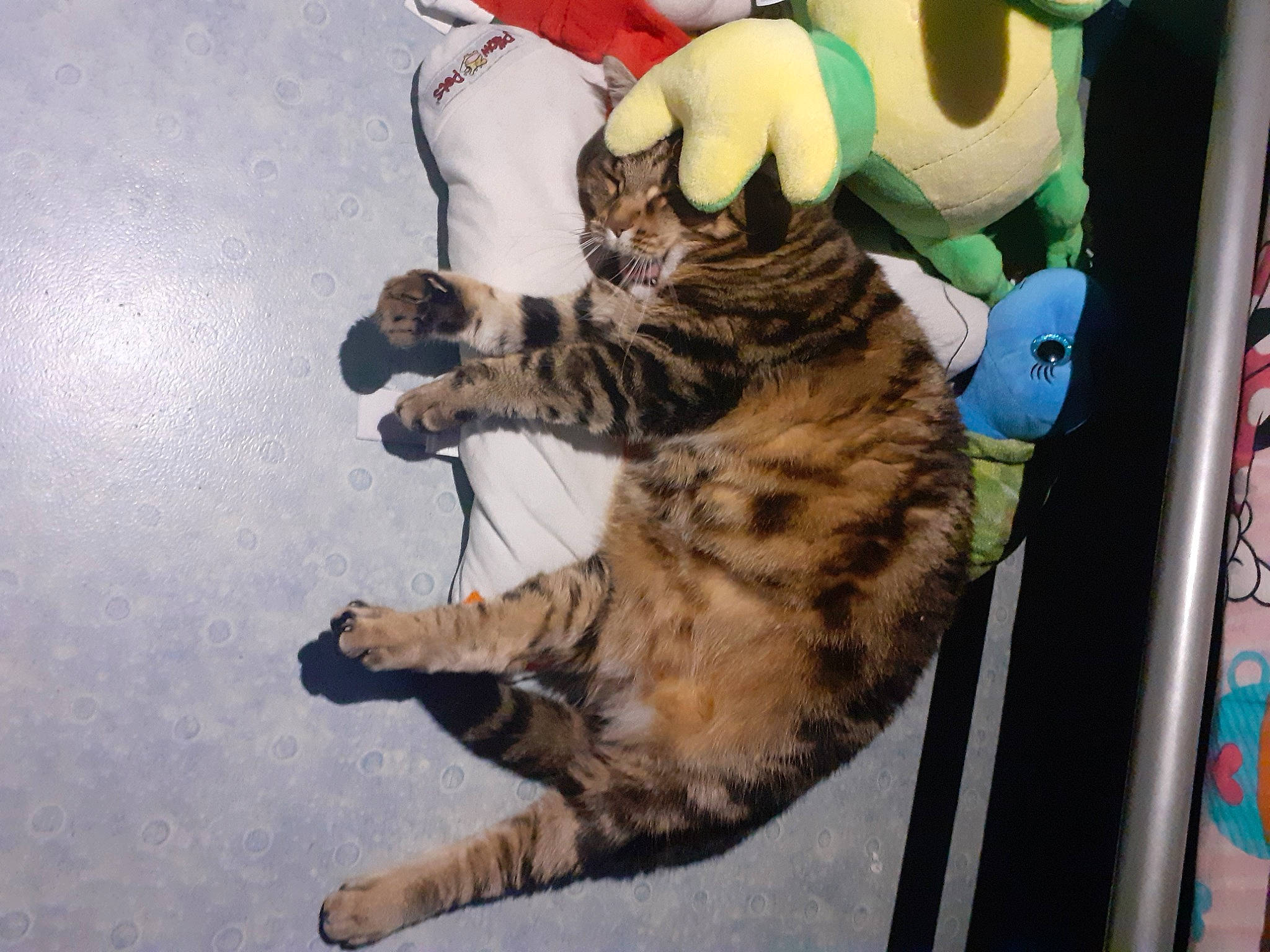 Chie participe au concours pour gagner de l'argent avec cette photo : carnivore, cat, claw, domestic_short_haired_cat, felidae, fur, organism, paw, plush, small_to_medium_sized_cats, snout, stuffed_toy, tabby_cat, tail, terrestrial_animal, toe, toy, vertebrate, whiskers