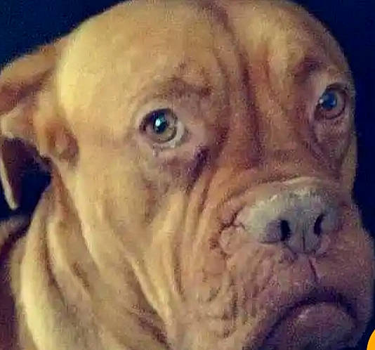 Chie participe au concours pour gagner de l'argent avec cette photo : art, canidae, carnivore, close_up, companion_dog, dog, dog_breed, fawn, fur, iris, liver, mammal, nose, ori_pei, snout, sporting_group, vertebrate, whiskers, working_animal, wrinkle