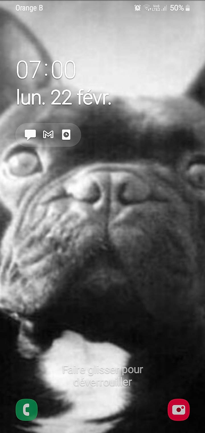 Chie a rejoint le concours — aidez-le/la à gagner de superbes lots ! canidae, carnivore, close_up, darkness, dog, dog_breed, fur, jaw, liver, monochrome, monochrome_photography, organism, photo_caption, snout, sporting_group, terrestrial_animal, whiskers, wildlife, working_animal, wrinkle