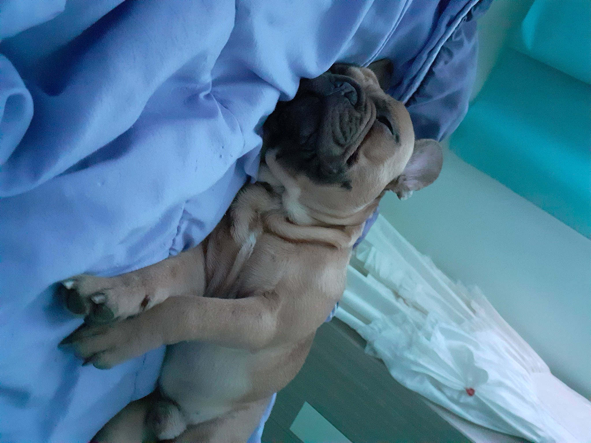 Marcel participe au concours pour gagner de l'argent avec cette photo : aqua, canidae, carnivore, companion_dog, dog, dog_breed, fawn, molosser, non_sporting_group, old_english_bulldog, paw, pug, puppy, snout, sporting_group, toe, toy_dog, working_animal, working_dog, wrinkle