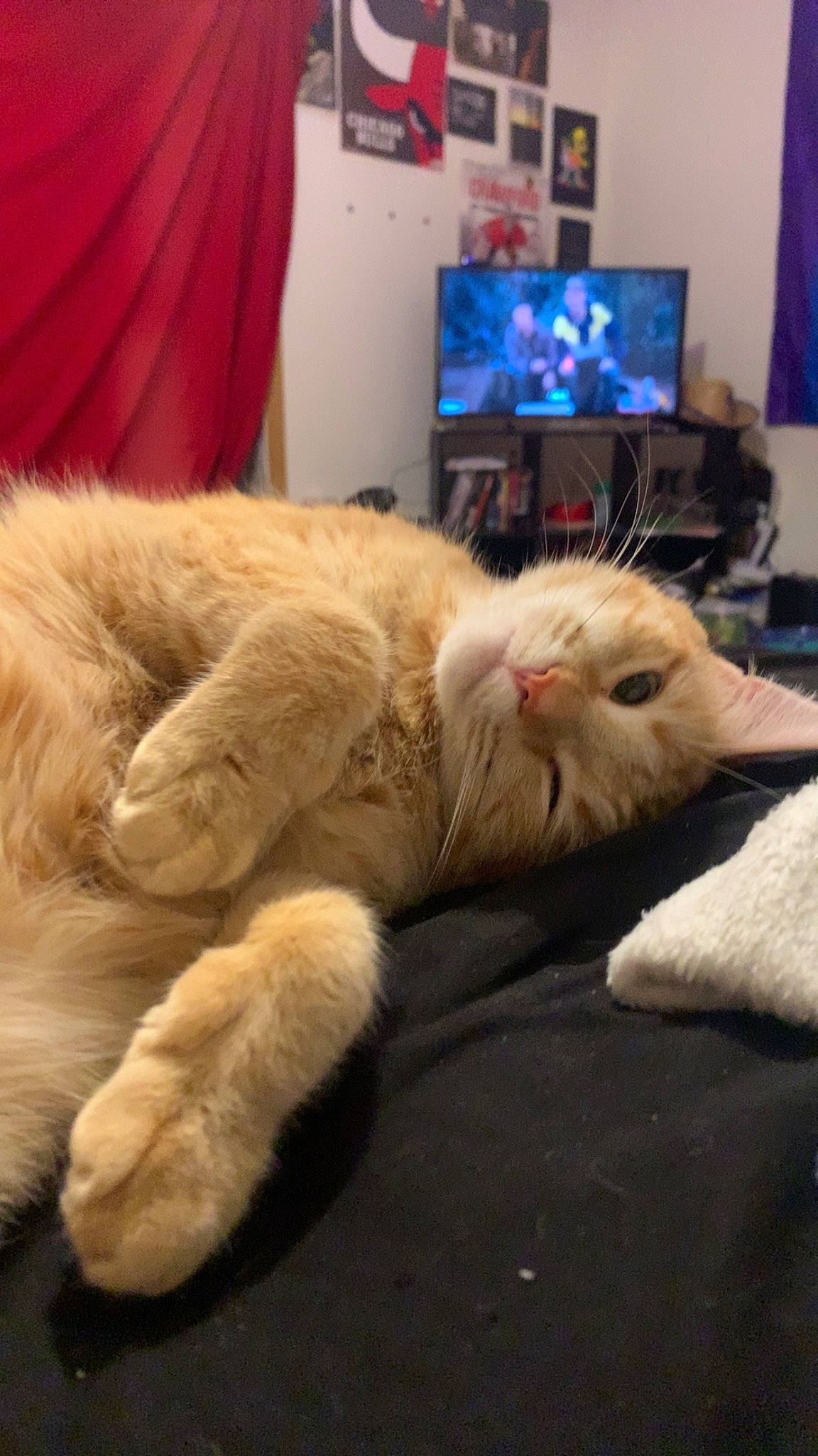 Simba is registered to the contest to win money with this photo: bed, carnivore, cat, comfort, computer, couch, curtain, ear, fawn, felidae, lap, laptop, linens, mammal, personal_computer, small_to_medium_sized_cats, snout, tail, textile, whiskers