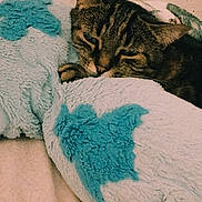 Tigrou a rejoint le concours — aidez-le/la à gagner de superbes lots ! cat, tabby, sleepy, blanket, blue_star, cozy, fur, pet, resting, indoor, soft, comfort, animal, closeup, cute, feline, texture, warm, relaxed, bed