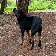 Ulysse participe au concours pour gagner de l'argent avec cette photo : animal, black_dog, canine, daylight, dog, forest, fur, happy, looking_back, mammal, nature, outdoor, pet, summer, tan_markings, tongue_out, trail, trees, walking, woodland