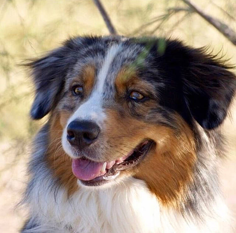 Garou participe au concours pour gagner de l'argent avec cette photo : australian_collie, australian_shepherd, carnivore, companion_dog, dog, dog_breed, fur, guard_dog, herding_dog, iris, mammal, miniature_australian_shepherd, organ, snout, sporting_group, tongue, tooth, vertebrate, whiskers, working_animal