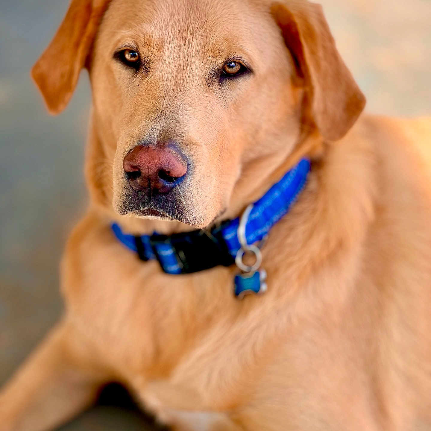 Murphy is registered to the contest to win money with this photo: accessories, animal, canine, collar, dog, goldenretriever, hound, labradorretriever, leash, pet, pointer, puppy, snout, whitedog
