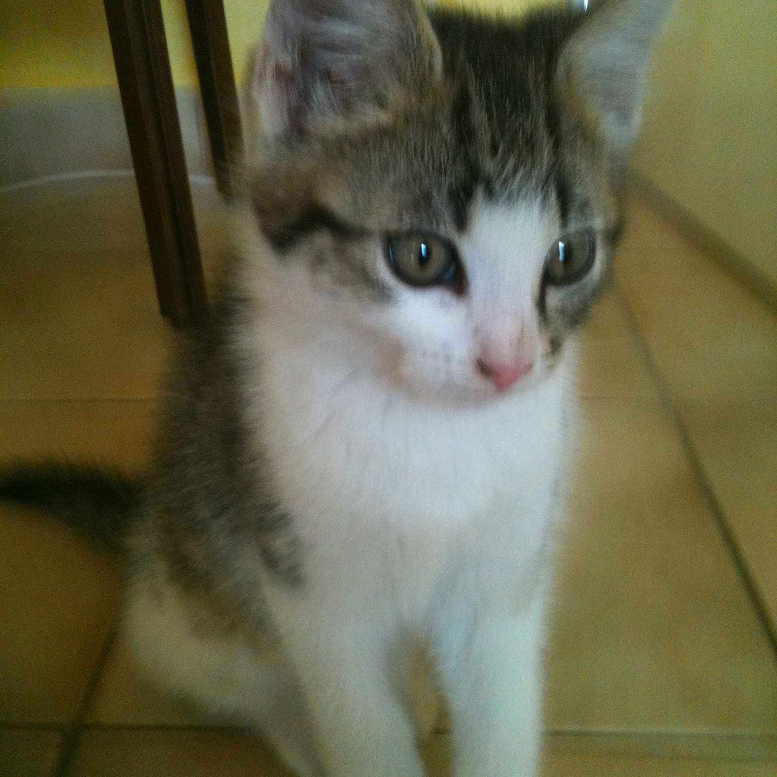 Miko
