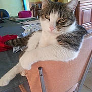 Miko a rejoint le concours — aidez-le/la à gagner de superbes lots ! animal, architecture, armchair, building, cat, chair, couch, cushion, diningtable, furniture, homedecor, indoors, kitten, livingroom, person, pet, plant, pottedplant, room, table