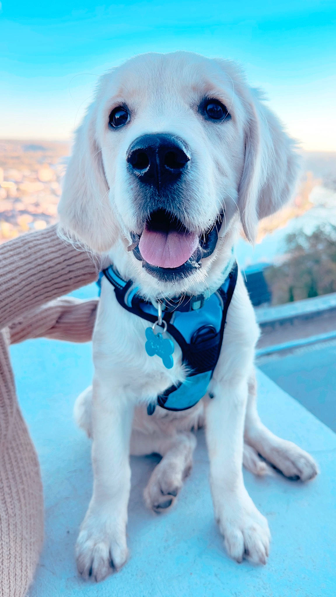 Keyla participe au concours pour gagner de l'argent avec cette photo : adventure, canidae, carnivore, cloud, collar, companion_dog, dog, dog_breed, dog_collar, dog_supply, fashion_accessory, fawn, happy, leash, paw, sky, snout, sporting_group, whiskers, working_animal