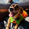 dog, canine, pet, brown_dog, happy, smiling, open_mouth, tongue, collar, costume, green_clothing, orange_clothing, car, vehicle, car_interior, passenger, travel, close_up, portrait, sunlight