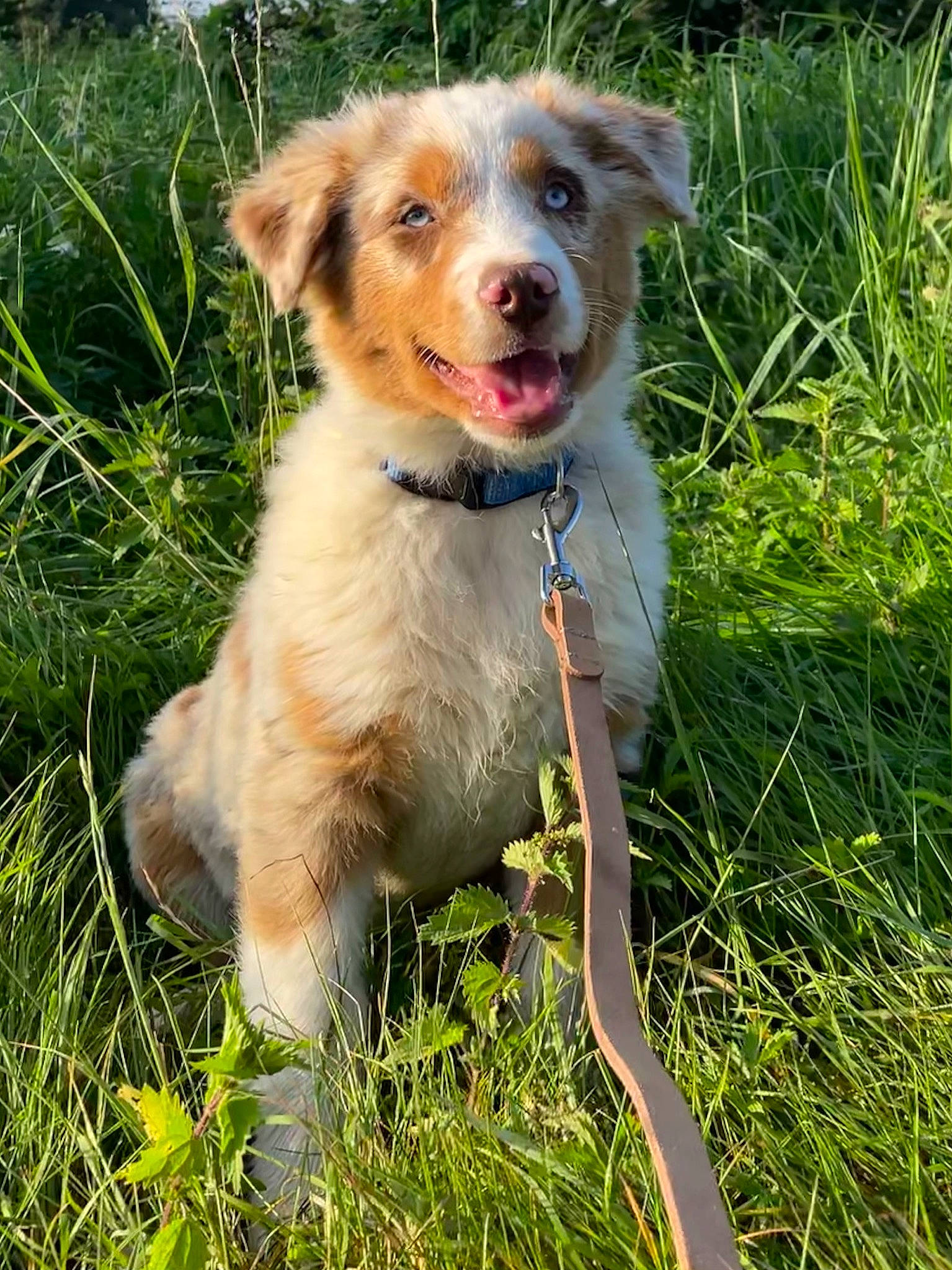 Sisko participe au concours pour gagner de l'argent avec cette photo : ball, carnivore, collar, companion_dog, dog, dog_breed, grass, grassland, groundcover, leash, plant, prairie, tail, terrestrial_animal, working_dog
