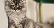 Seven a rejoint le concours — aidez-le/la à gagner de superbes lots ! abyssinian, angora, animal, cat, kitten, lamp, lampshade, manx, pet, siamese, tablelamp