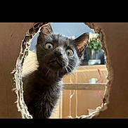 Tigrou a rejoint le concours — aidez-le/la à gagner de superbes lots ! cat, kitten, black_cat, curious, wide_eyes, indoor, cardboard, hole, playful, pet, feline, whiskers, fur, close_up, animal, young, houseplant, furniture, background_blur, exploration