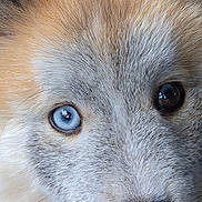 Aqua participe au concours pour gagner de l'argent avec cette photo : dog, close_up, face, heterochromia, blue_eye, brown_eye, fur, nose, whiskers, pet, animal, canine, portrait, muzzle, detail, texture, outdoor, nature, cute, eyes