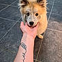 puppy, dog, hand, tattoo, faith, feather, floor, tile, heterochromia, blue_eye, brown_eye, pet, indoor, food_bowl, cute, fur, animal, small_dog, looking_at_camera, human_hand