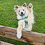 puppy, dog, blue_eyes, fur, smiling, paw, wooden_fence, green_grass, outdoor, playful, pet, harness, cute, animal, young_dog, nature, happy, mammal, friendly, grass