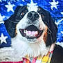 Remi is registered to the contest to win money with this photo: dog, smiling, bandana, plaid, close_up, pet, fur, black_and_white, brown, american_flag, stars, background, portrait, happy, canine, animal, domestic_animal, face, nose, tongue