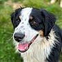 Remi is registered to the contest to win money with this photo: dog, animal, pet, outdoor, grass, smiling, happy, fur, canine, closeup, portrait, friendly, tongue, ears, nose, brown_eyes, black_fur, white_fur, tan_markings, nature