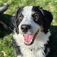 Remi is registered to the contest to win money with this photo: dog, canine, pet, animal, outdoor, grass, happy, panting, tongue, black_and_white, fur, ears, nose, collar, sunlight, nature, mammal, portrait, friendly, playful
