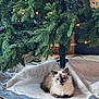 Kitkat is registered to the contest to win money with this photo: animal, cat, christmas_tree, cozy, cute, decorations, domestic_cat, feline, festive, floor, fluffy, greenery, holiday, indoor, lights, pet, relaxed, resting, tree_skirt, winter