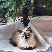 Kitkat joined the competition — help win amazing prizes! animal, cat, christmas_tree, cozy, cute, decor, ears, feline, floor, fluffy, fur, holiday, home, indoor, paws, pet, relaxed, resting, tree_skirt, whiskers