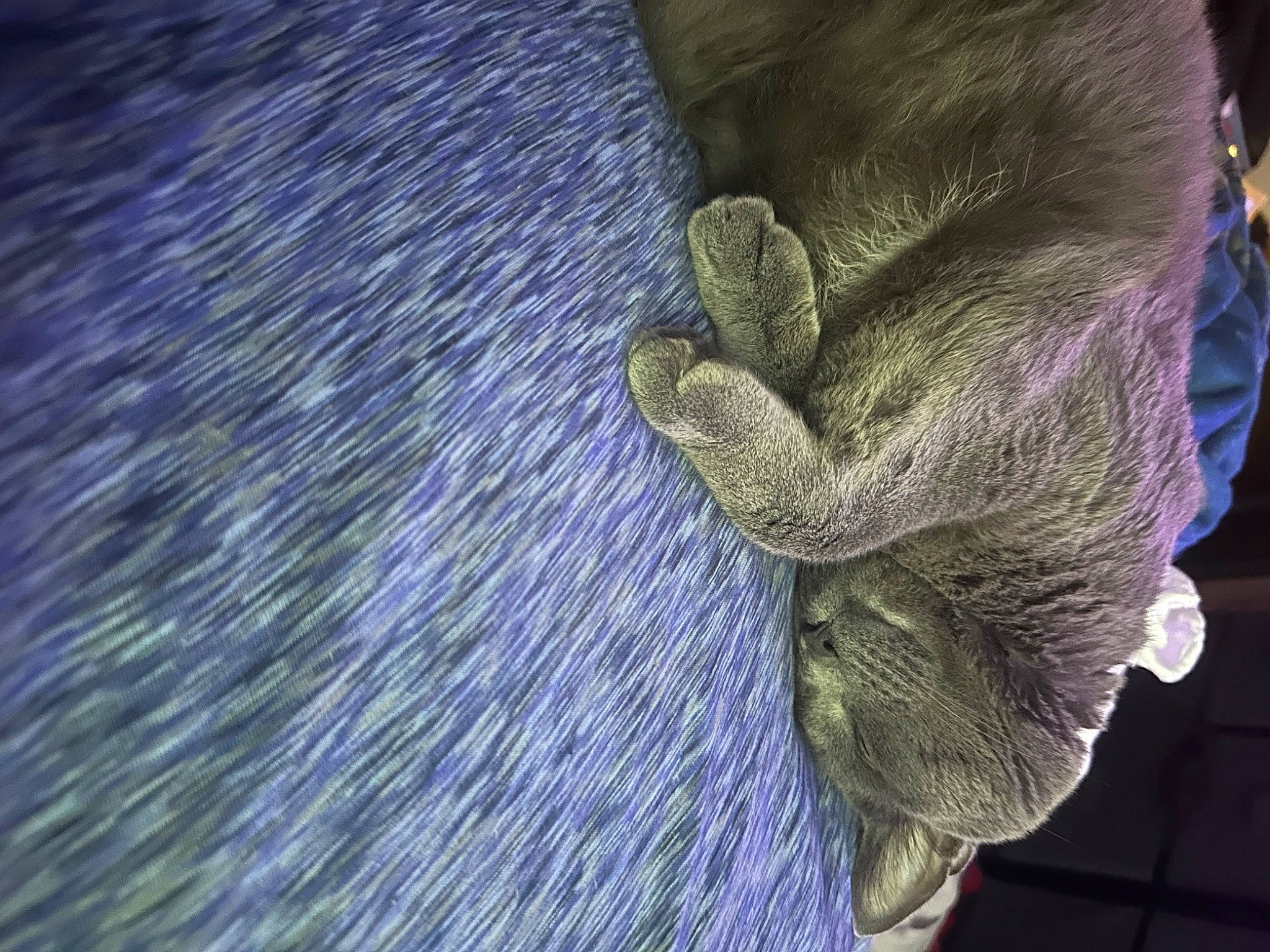 Gunner joined the competition — help win amazing prizes! electric_blue, fashion_accessory, flower, flowering_plant, fur, grass, linens, macro_photography, pattern, petal, plant, purple, textile, thread, violet, wood, wool, woolen, woven_fabric, wrinkle