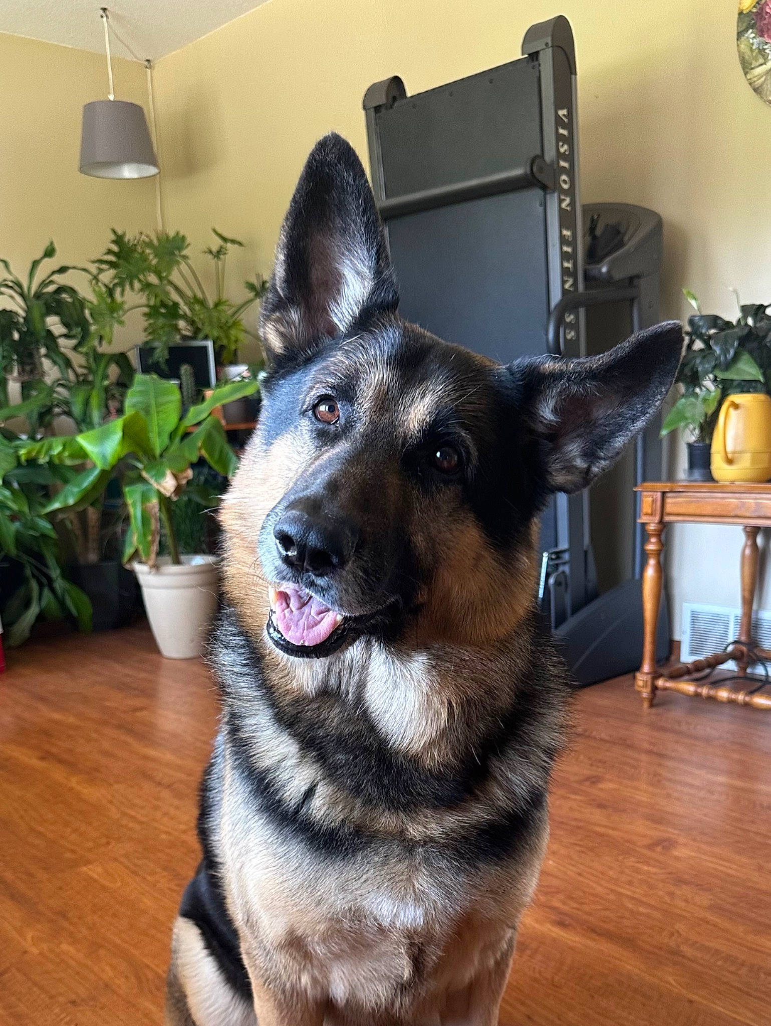 Diesel is registered to the contest to win money with this photo: canidae, carnivore, collar, companion_dog, dog, dog_breed, east_european_shepherd, fawn, flooring, flowerpot, fur, herding_dog, houseplant, picture_frame, plant, snout, sporting_group, whiskers, wood, working_animal