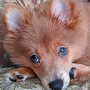 Louie Vuitton is registered to the contest to win money with this photo: puppy, dog, close_up, fluffy, resting, paw, ears, fur, cute, animal, pet, indoor, face, nose, eyes, soft, portrait, young, adorable, lying_down