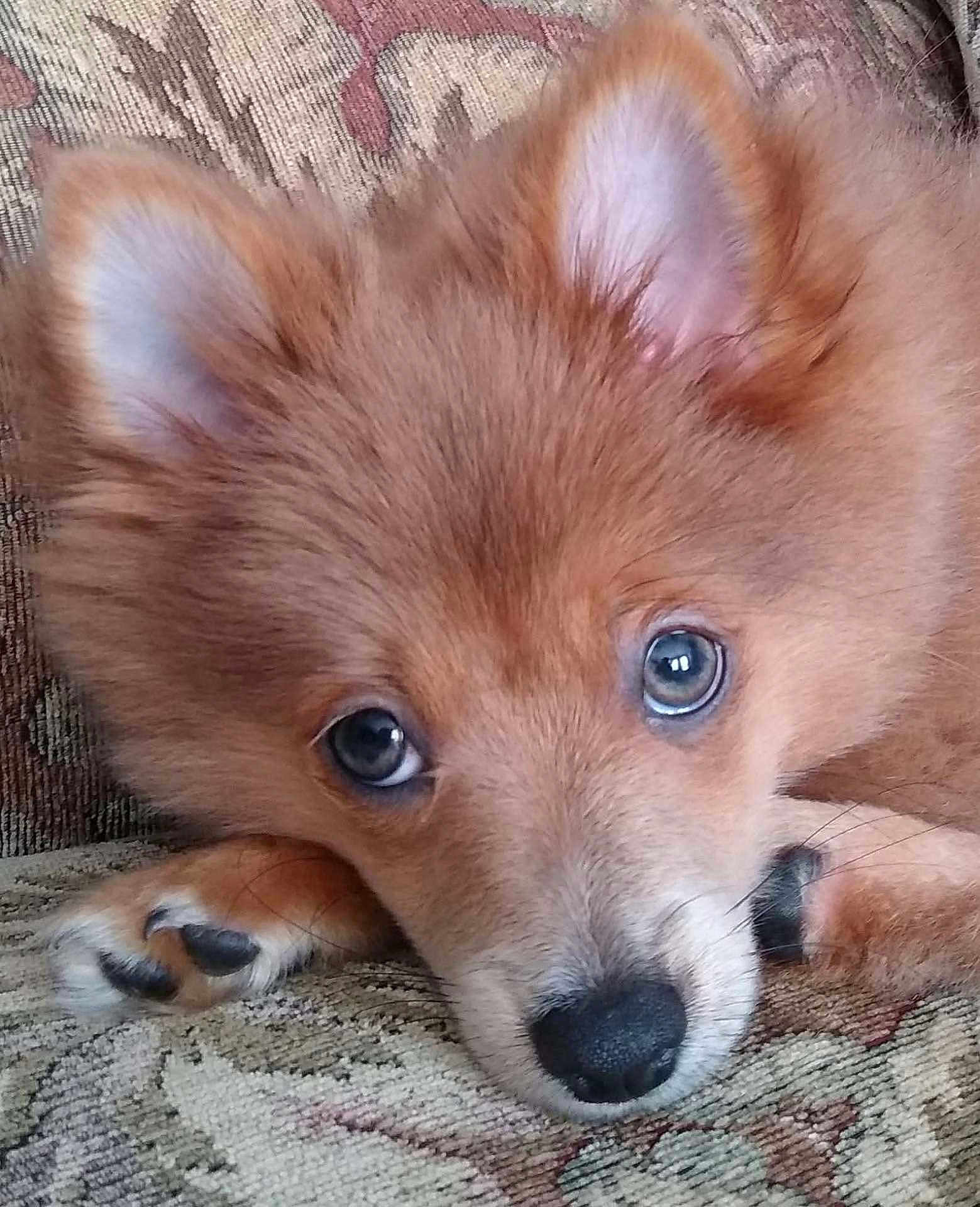 Louie Vuitton is registered to the contest to win money with this photo: puppy, dog, close_up, fluffy, resting, paw, ears, fur, cute, animal, pet, indoor, face, nose, eyes, soft, portrait, young, adorable, lying_down