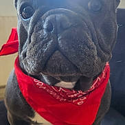 Tyson participe au concours pour gagner de l'argent avec cette photo : french_bulldog, dog, pet, bandana, red_bandana, close_up, portrait, wrinkled_face, big_eyes, ears, nose, whiskers, couch, window, sunlight, indoor, sitting, cute, fur, domestic_animal